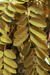 Green acacia leaves, Development of young acacia leaves, background texture 