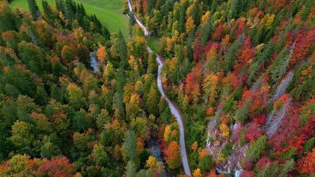 Aerial view following a road in middle of vibrant fall foliage and alps of Austria