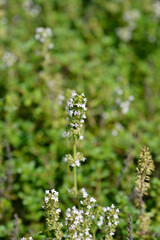 Garden thyme flowers