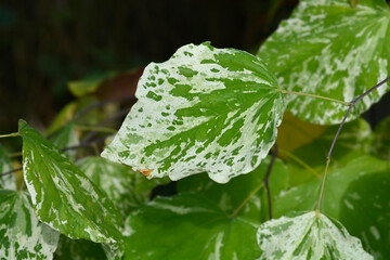 Eastern Redbud Alley Cat leaves