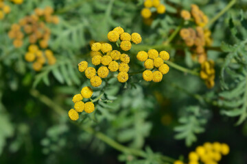 Common tansy flowers