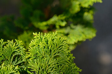 Hinoki cypress Gracils branch