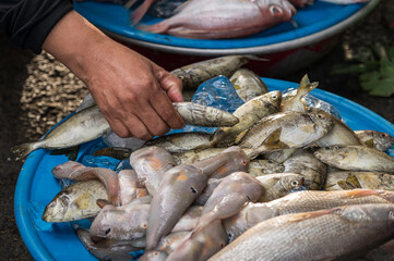 Fish for sale in a Vietnamese market