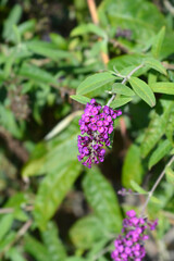 Summer lilac flowers