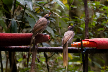 The black sicklebill (Epimachus fastosus) is a large member of the birds of paradise family, Paradisaeidae. It is found throughout most of central New Guinea and the Vogelkop region