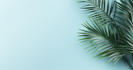 Fototapeta na wymiar Minimalistic light blue background with tropical palm leaves and soft shadows. Copy space.