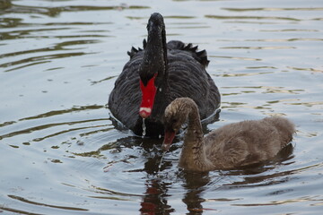 A black swan and its baby are playing in the water