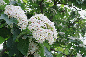 white blooming Phlox paniculata is a perennial herb