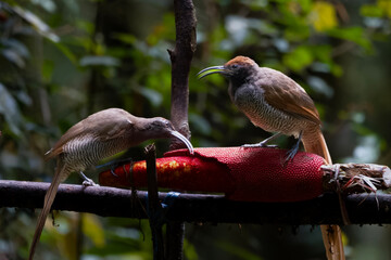 The black sicklebill (Epimachus fastosus) is a large member of the birds of paradise family, Paradisaeidae. It is found throughout most of central New Guinea and the Vogelkop region