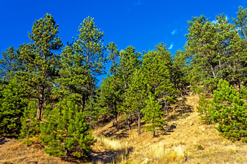 Fototapeta na wymiar Beautiful pine tree in Colorado.