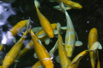 Koi fish are popular fish that people believe will bring good things.