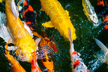 Koi fish are popular fish that people believe will bring good things.