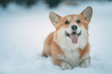 welsh corgi pembroke lies on the snow on a cold winter day