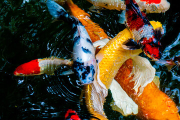 Koi fish are popular fish that people believe will bring good things.