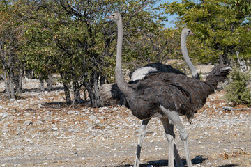 Common ostriches , Etosha, Namibia
