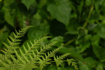 Green fern leaves of tropical forest plants