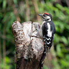 A woodpecker searches for insects on a tree trunk. Red feathers, green natural in the forest. Happy animal, one animal.