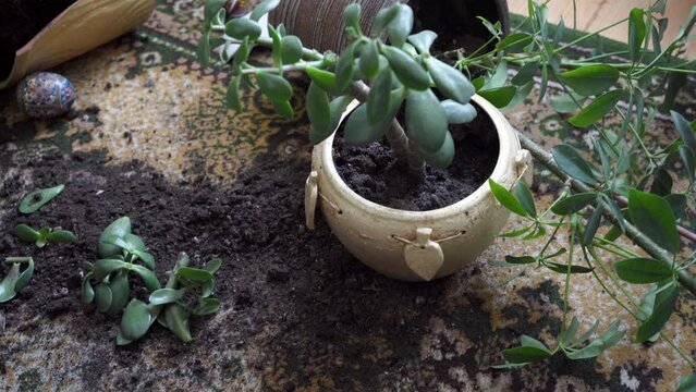 broken flower pots on the carpet,the room is a mess on the floor, there are flowers with broken pots