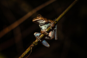 Tree frog poised on a slender branch.
