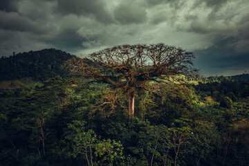Fototapeta na wymiar Dominant tree reigning over the jungle canopy.