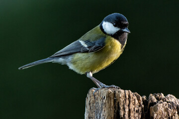 Great tit