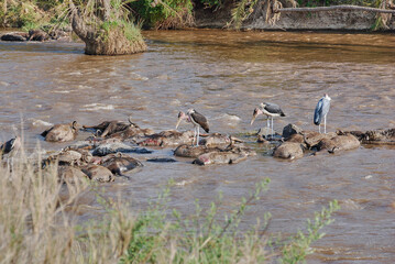 Marabou storks sitting on Corpses of deceased wildebeest