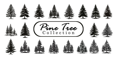 Pine trees silhouettes or fir trees collection set. Vintage Set of silhouettes of pine trees. vector spruce tree, ink plant sketch, hand drawing Vector Illustration 