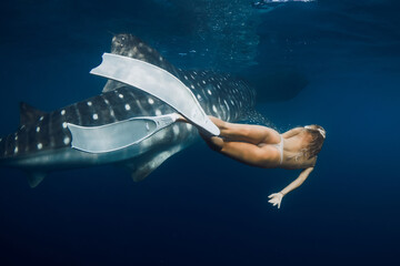 Woman with freediving fins swims with giant whale shark in blue ocean. Shark underwater and slim...