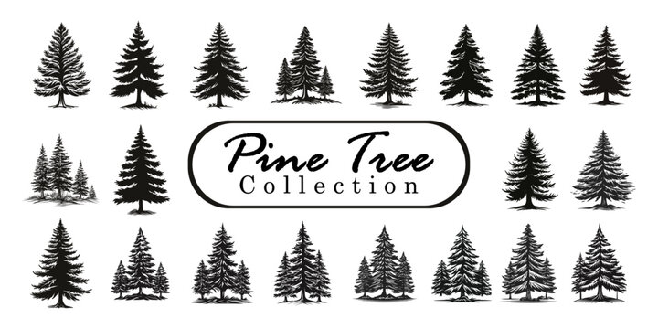 Pine trees silhouettes or fir trees collection set. Vintage Set of silhouettes of pine trees. vector spruce tree, ink plant sketch, hand drawing Vector Illustration 