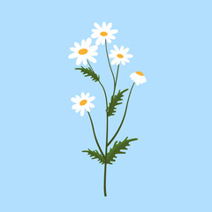 Chamomile flowers on blue background. Vector illustration in flat style.