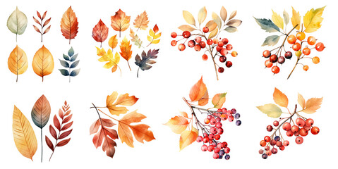 Autumn leaves and berries elements watercolor illustration set