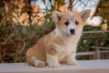 Cute Welsh corgi puppy sitting outdoor