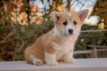 Cute Welsh corgi puppy sitting outdoor