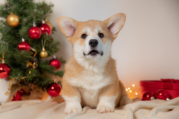 cute purebred Welsh corgi puppy in Christmas decoration. New Year's holidays, New Year's background with a beloved pet