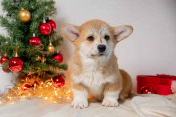 cute purebred Welsh corgi puppy in Christmas decoration. New Year's holidays, New Year's background with a beloved pet