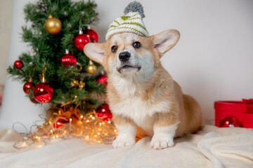 Fototapeta na wymiar cute purebred Welsh corgi puppy in Christmas decoration. New Year's holidays, New Year's background with a beloved pet