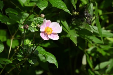 Japanese anemone (Anemone hupehensis) flowers. Ranuunculaceae perennial plants. White or pink flowers bloom on tall flower stalks in autumn.