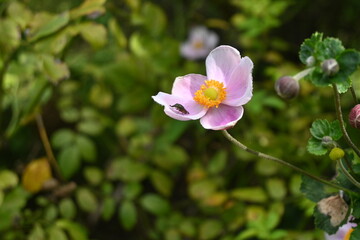 Fototapeta na wymiar Japanese anemone (Anemone hupehensis) flowers. Ranuunculaceae perennial plants. White or pink flowers bloom on tall flower stalks in autumn.