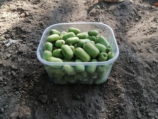 baby kiwi arguta frutta in vaschetta poggiata sul terreno agricolo