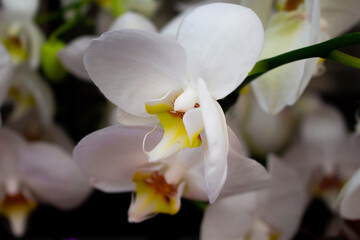 Close up view of orchid flower (Orchidaceae) background. Beautiful flower wallpaper in yellow and white colors.