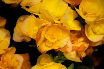 Close up view of hardy begonia (Begoniaceae) flower background. Beautiful flower wallpaper in...