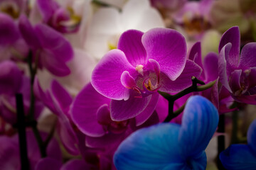Close up view of Orchid flower (Orchidaceae) background. Beautiful flower wallpaper in pink and blue colors.