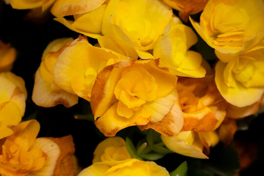 Close up view of hardy begonia (Begoniaceae) flower background. Beautiful flower wallpaper in yellow color.