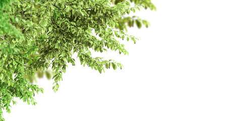 Isolated green branch tree on white background