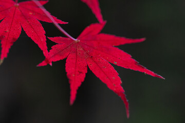 真っ赤に染まる