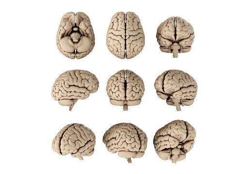 3D illustration of human brain in different angles isolated on transparent background