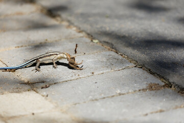 baboon spider hunted, killed and devoured by blue tailed or rainbow skink