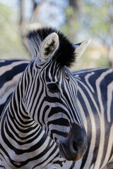 Naklejka premium zebra side view unusual design twirl on forehead, heart shape on chest
