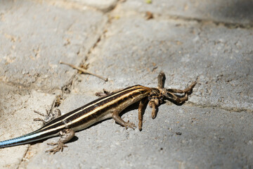 baboon spider hunted, killed and devoured by blue tailed or rainbow skink