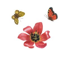 Watercolor flower tulip and butterflies. Floral botanical flower. Isolated illustration element.